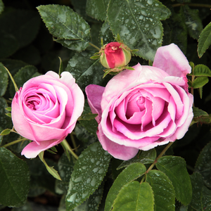 Pоза Президент на Шезе - розов - Стари рози-Рози Галица